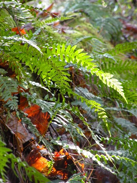 Koomer Ridge Trail 5.jpg